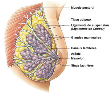 Women's Herbal clinic - WHAT ARE THE CAUSES OF SAGGY BREATS ? Usually owing  to age, ligaments in the breasts (called Cooper's ligaments) stretch out  over time. This is typically due to