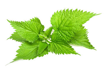 Stinging nettle leaf